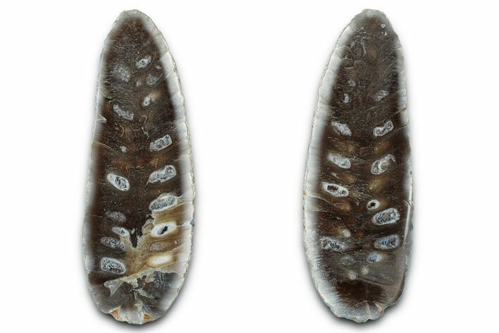 Cut & Polished Fossil Cycadophyte Cone - Boujdour, Morocco #346844